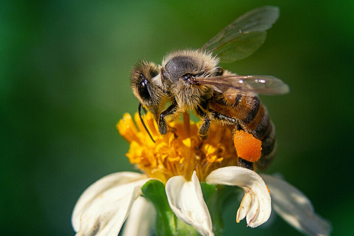 Abeille butinant