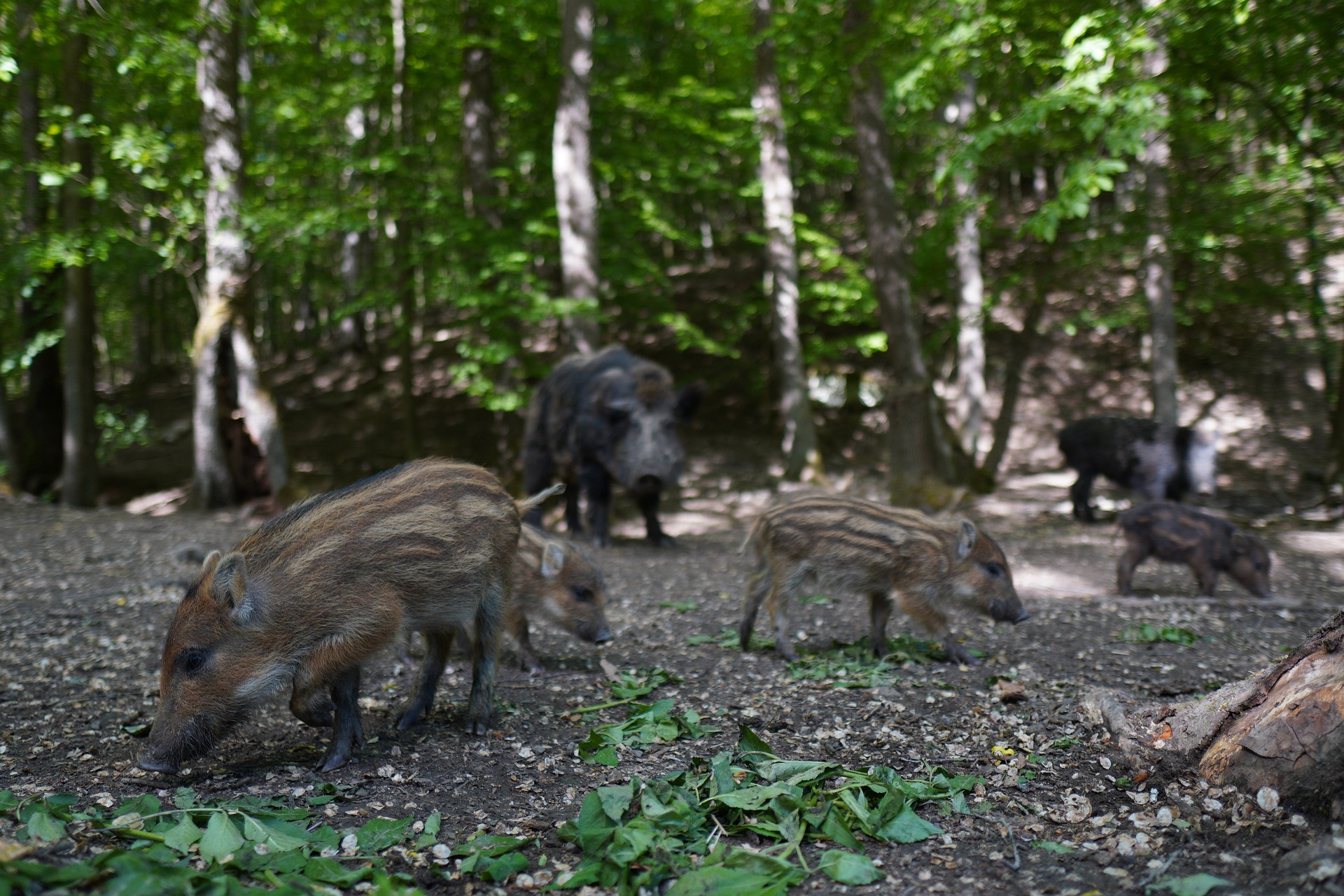 Société de Chasse